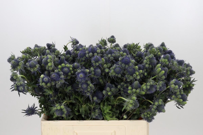 <h4>Eryngium Magical Grand Lagoon</h4>