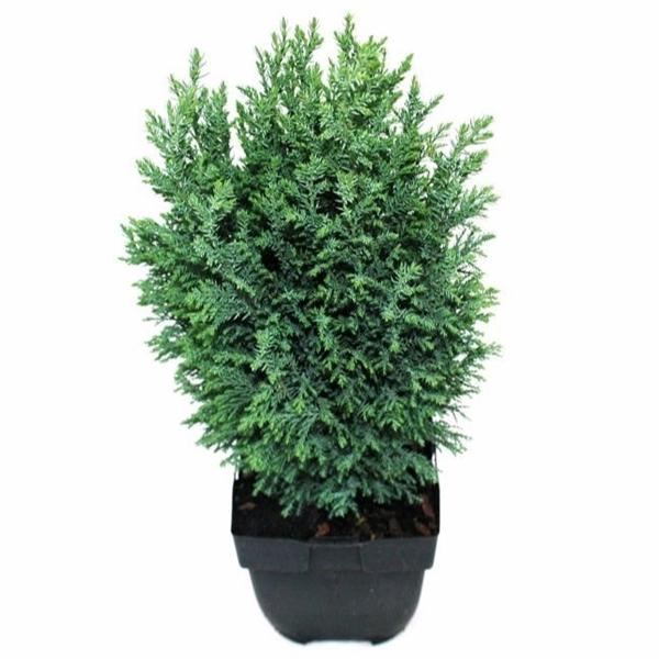 <h4>Chamaecyparis lawsoniana 'Ellwoodii' P17</h4>