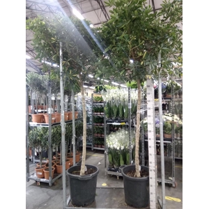 Schefflera arbor. 'Gold Capella'