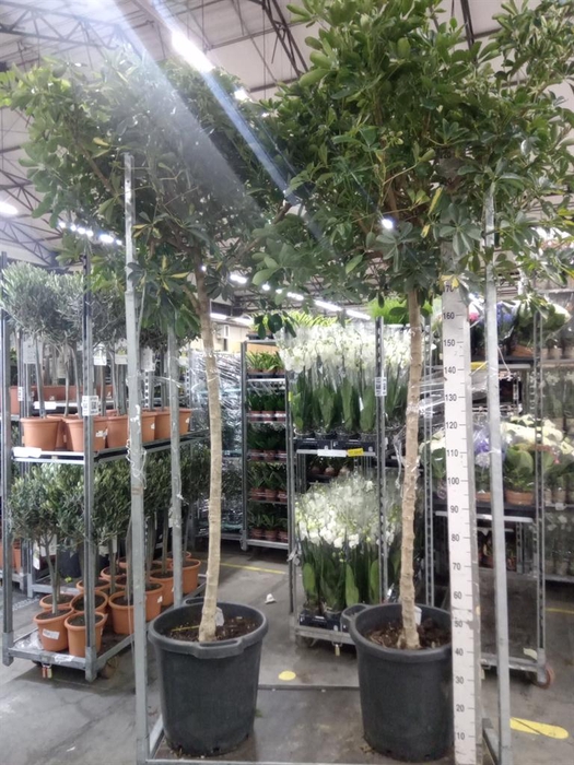 <h4>Schefflera arbor. 'Gold Capella'</h4>