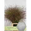 Panicum Warrior