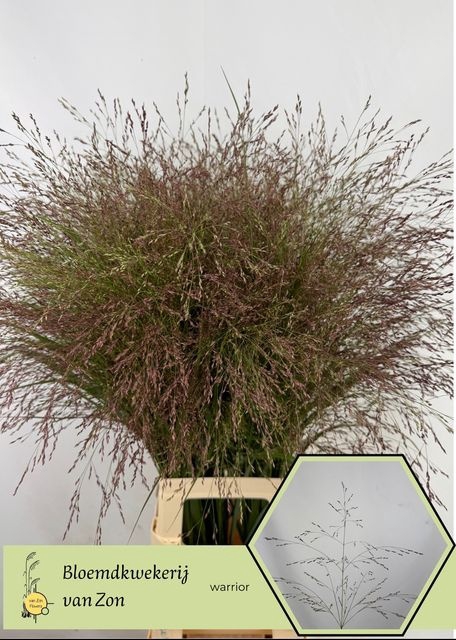 Panicum Warrior