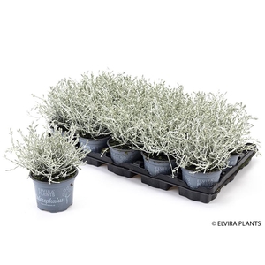 CALOCEPHALUS BROWNII p11