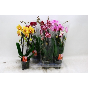 PHAL EL CASCADE