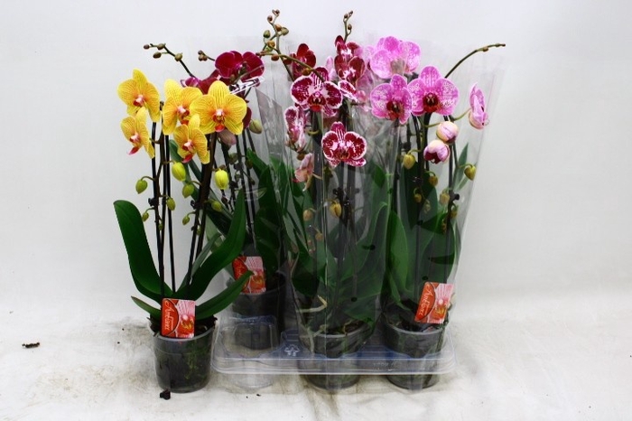 <h4>PHAL EL CASCADE</h4>