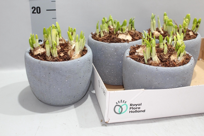 <h4>ARR NARCISSUS</h4>