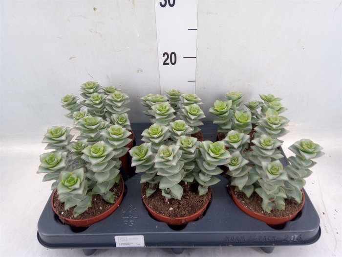 <h4>Crassula perforata 'Giant Form'</h4>