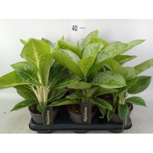Aglaonema  'Lemon Mint'