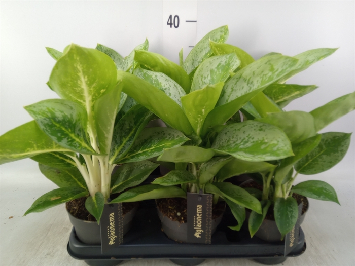 <h4>Aglaonema  'Lemon Mint'</h4>