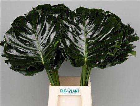 <h4>Monstera Leafs</h4>