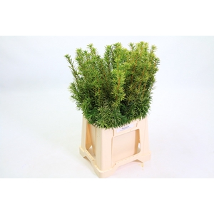 Taxus Yellowl Per Bunch