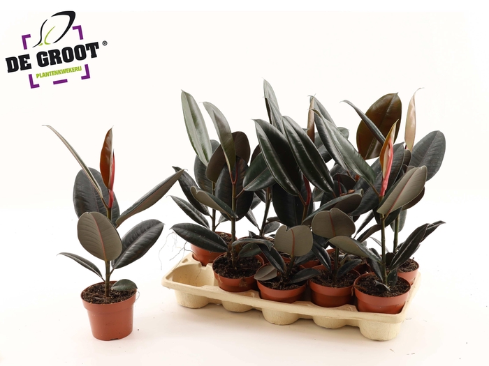 <h4>FIC EL ABIDJAN</h4>