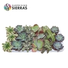 Sierra's® - Valencia Succulent Mix (Prime)