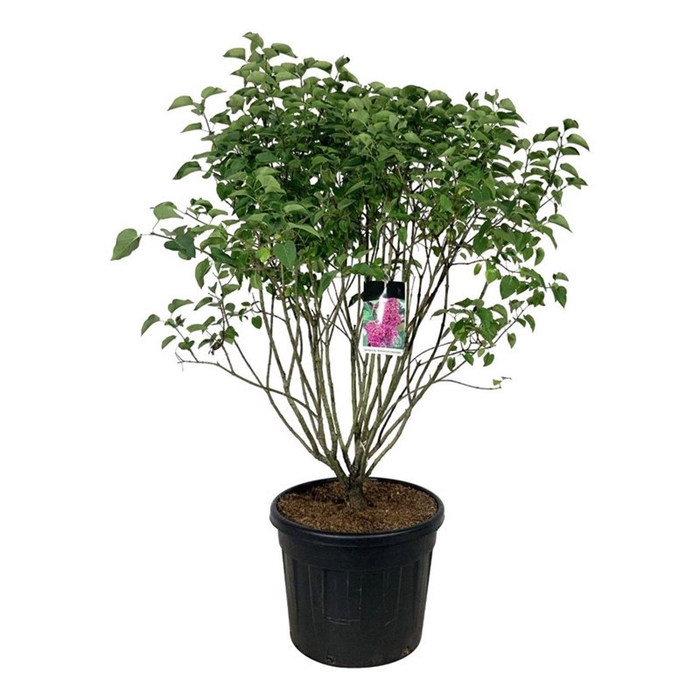 <h4>Syringa v. 'And. an Ludwig Späth'</h4>