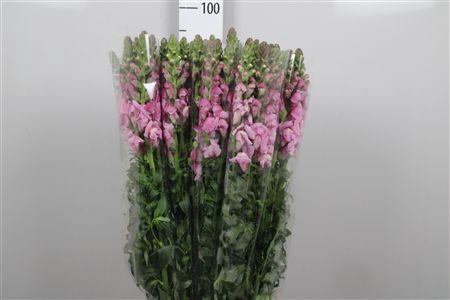 <h4>Antir It. Lavender</h4>