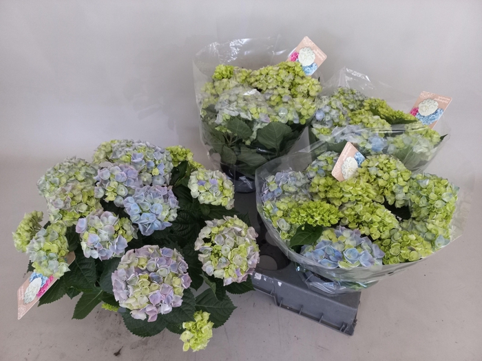 <h4>HYDR M HI RIVER</h4>