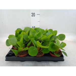 Pilea peperomioides
