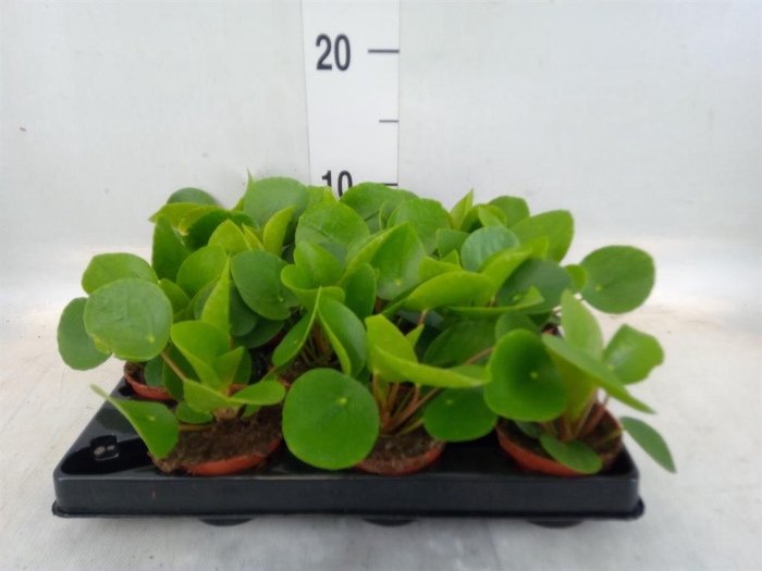 <h4>Pilea peperomioides</h4>