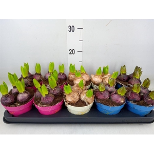 Hyacinthus orie.   ...mix 3