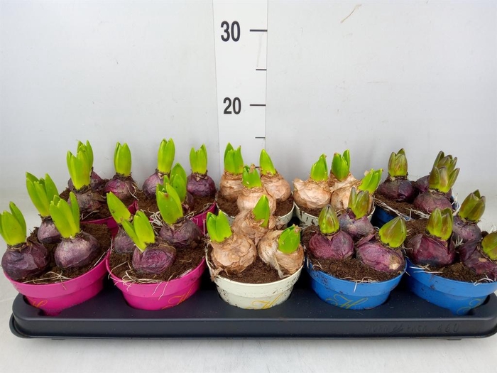 <h4>Hyacinthus orie.   ...mix 3</h4>