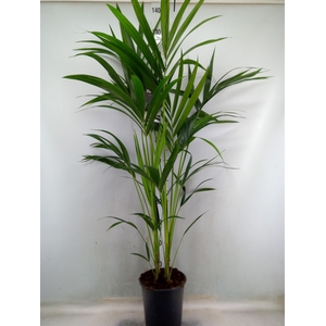 Howea forsteriana