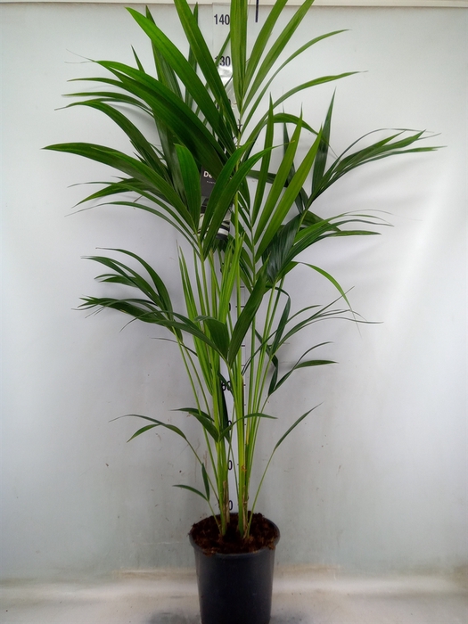 <h4>Howea forsteriana</h4>