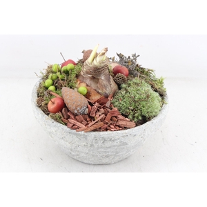 arr4 Amaryllis MB - Cement schaal 285/4