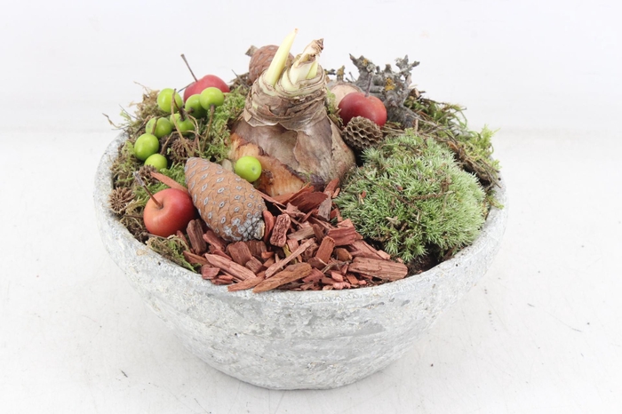 <h4>arr4 Amaryllis MB - Cement schaal 285/4</h4>