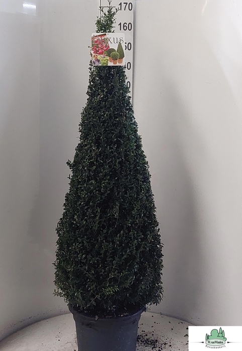 <h4>BUXU SEMPERVIRENS</h4>