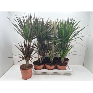 Dracaena overig gemengd