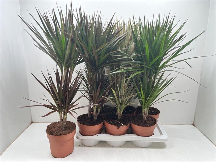 <h4>Dracaena overig gemengd</h4>