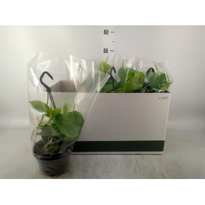 Philodendron scand.
