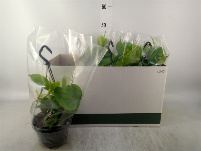 <h4>Philodendron scand.</h4>