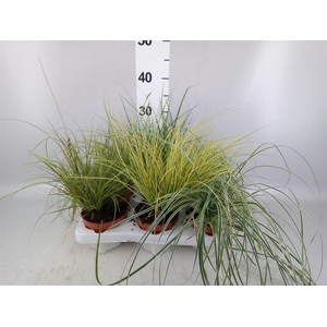 Carex   ...mix