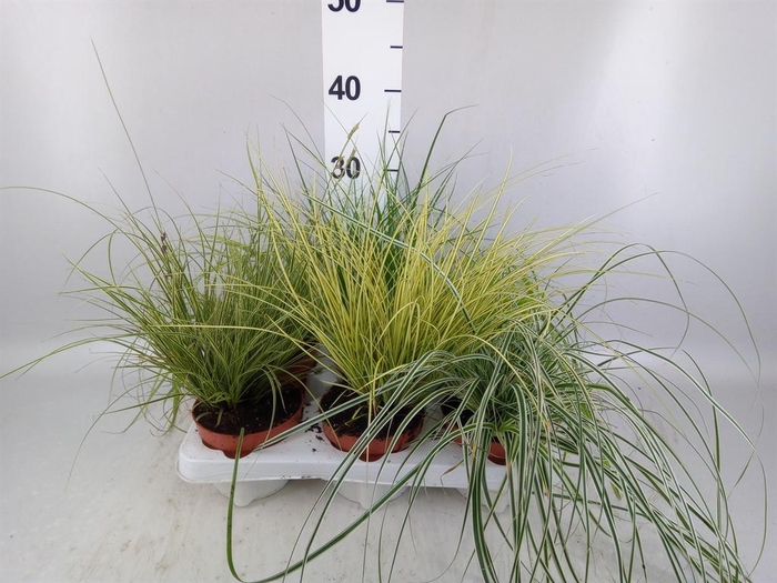 <h4>Carex   ...mix</h4>
