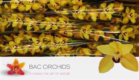 <h4>Cymb T Cooksbridge</h4>