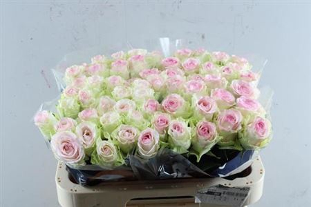 <h4>R Gr Pink Journey</h4>