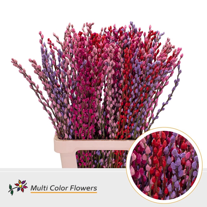 <h4>Salix Snowflake Love Mix</h4>