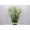 Nerine Like a Virgin