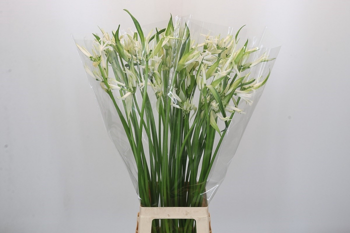 Nerine Like a Virgin