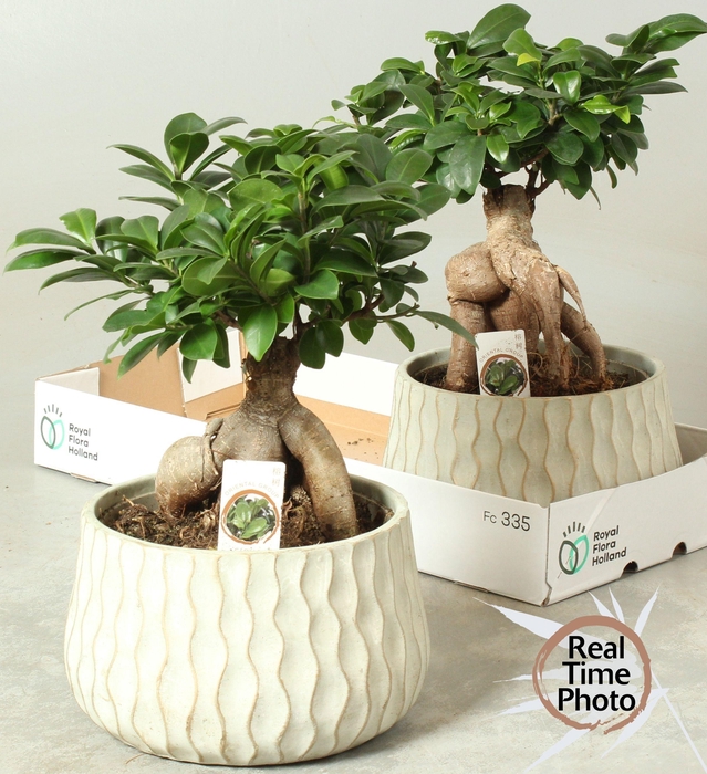 <h4>FIC MI GINSENG</h4>