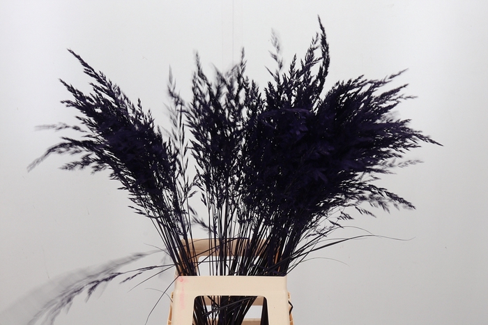 <h4>Calamagrostis Kl Bh Paars</h4>