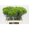 Dianthus Br Kiwi Mellow
