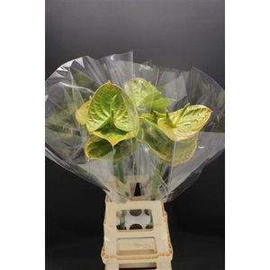 Anthurium Olivius