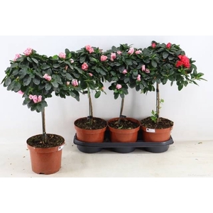 RHODO OV