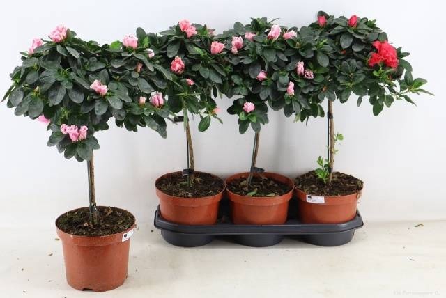 <h4>RHODO OV</h4>
