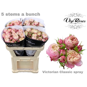 R TR VICTOR CLASSIC@