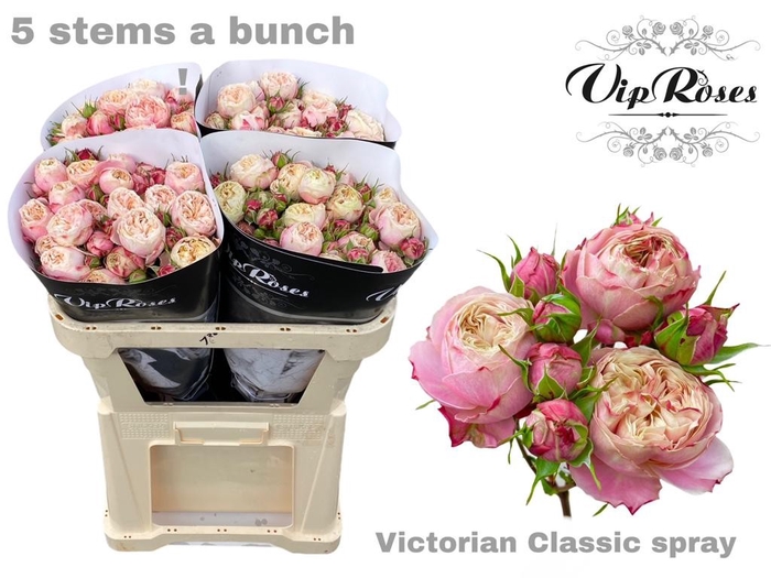 R TR VICTOR CLASSIC@