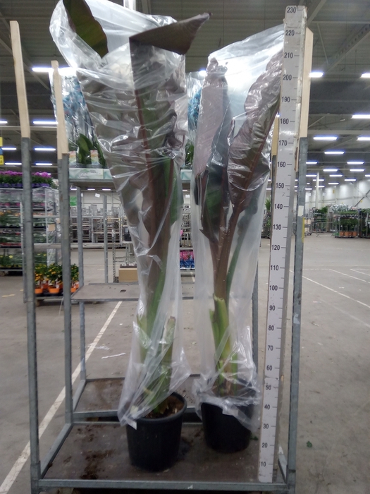 <h4>Ensete ventricosum 'Maurelii'</h4>