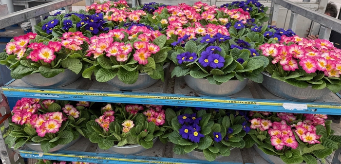 <h4>PRIM AC BONNELI GEM</h4>